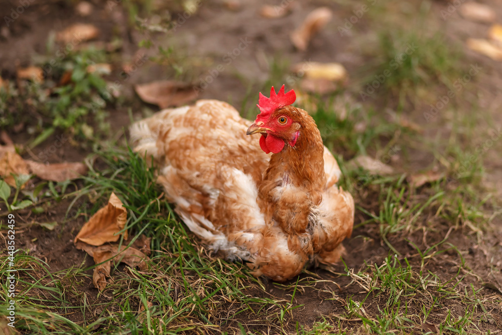Fototapeta premium Spotted chicken sitting on the grass. The hen lays an egg on the ground