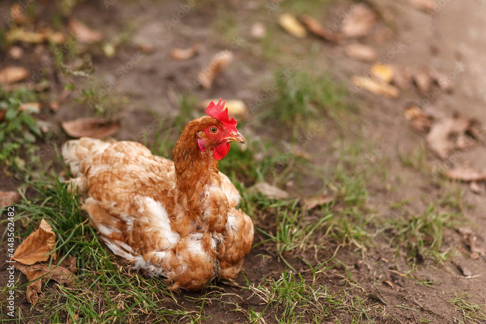 Fototapeta premium Spotted chicken sitting on the grass
