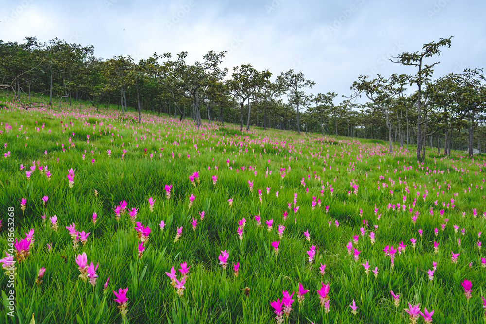 Siam Tulip flowers on the ground at Saithong National Park