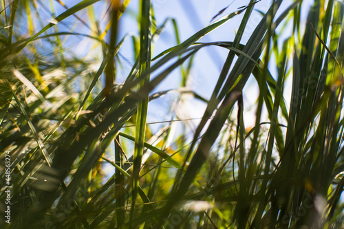 Dense green on the grass against the background of the summer sky Fotobehang