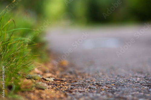 Green grass at the edge of a country road. Strong blurry background. Copy space. © shaploff