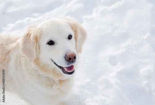 Large white labrador golden retriever dog in winter landscape runs in the snow.