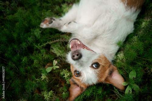 dog in the forest. Jack Russell Terrier laid its head moss. Tracking in nature. Pet resting