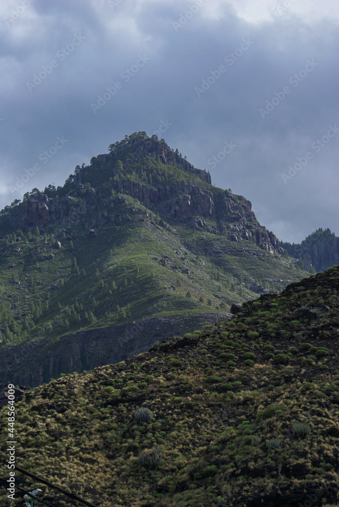 Fototapeta premium pine forest of tamadaba in gran canaria