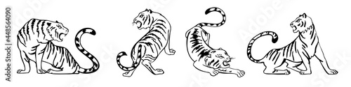 Fototapeta Naklejka Na Ścianę i Meble -  Chinese New year. The year of the Tiger. Hand drawn ink sketch animals in different poses. Vector illustration