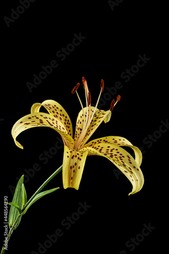lily flower isolated on black background. photo