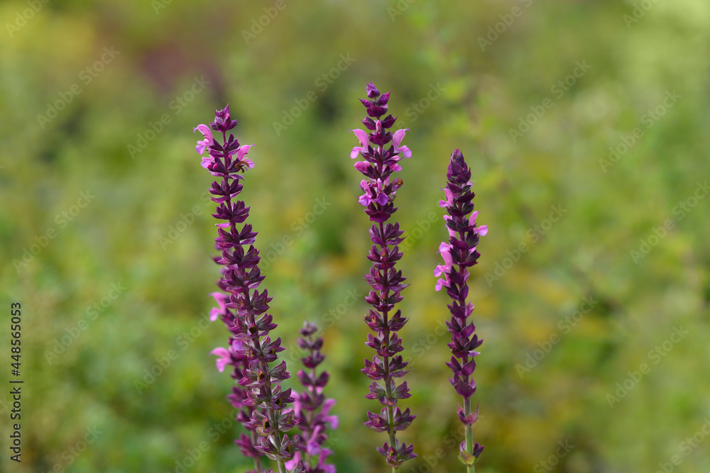 Obraz premium Balcan clary