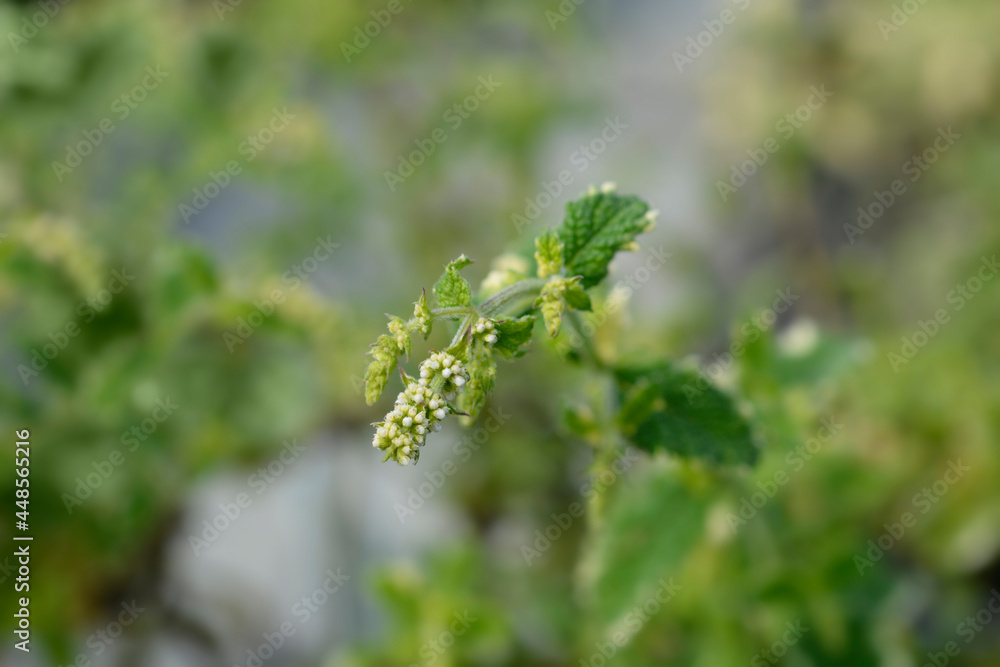 Pineapple mint Pineapple mint