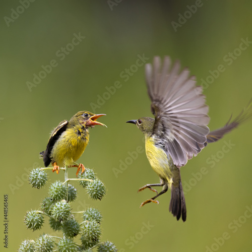 Yellow Sunbird feeding their chick with hovering style with bokeh background