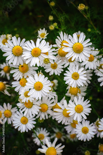 Foetid chamomile flower blossoms in summer