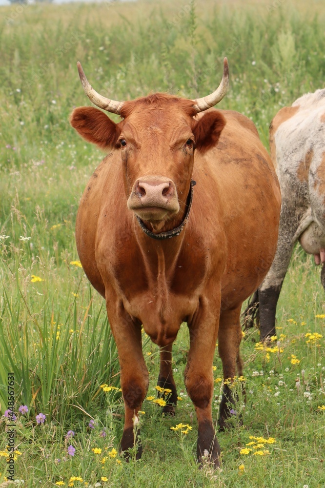 Cows on a green pasture. Close-up.