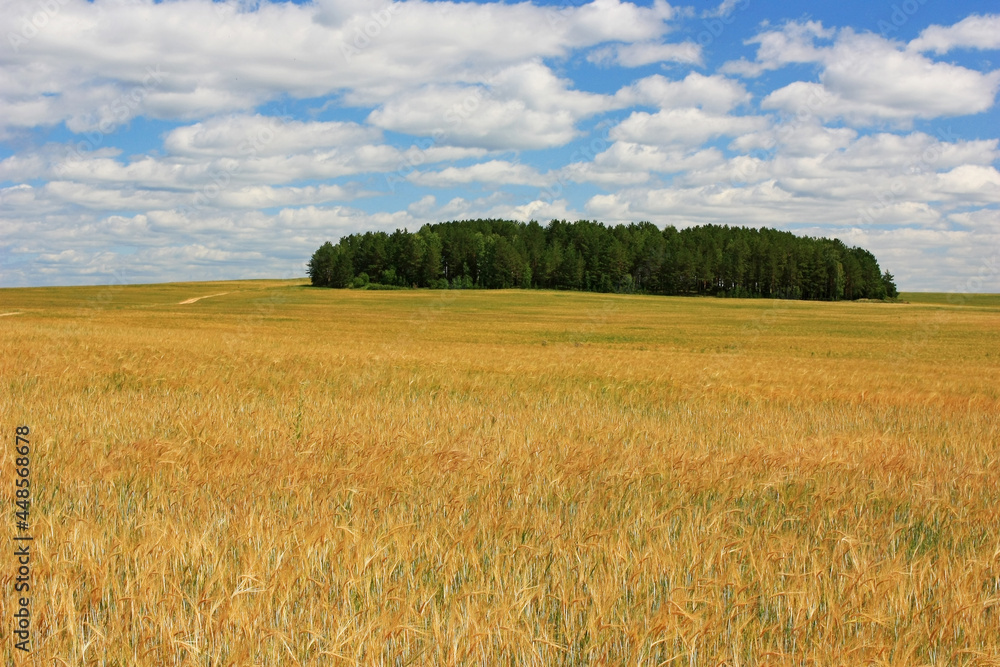 Field of yellow ears of wheat