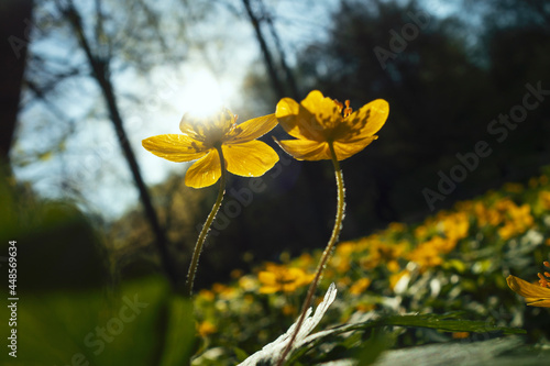 delicate spring flowers