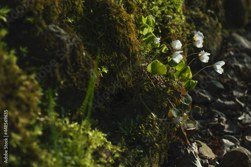 moss and delicate spring flowers
