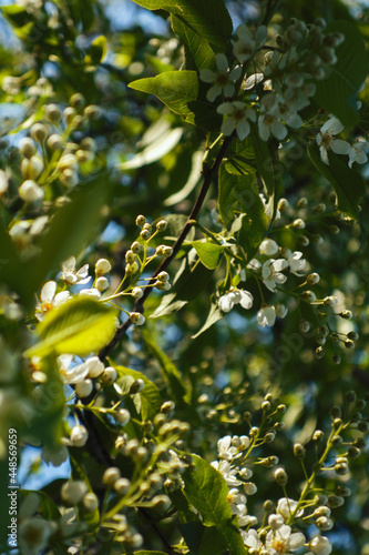 spring blooming trees