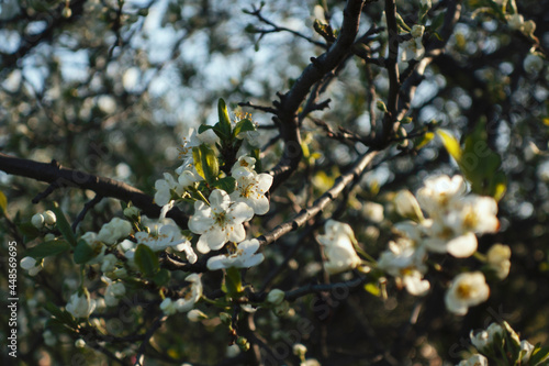 spring blooming trees