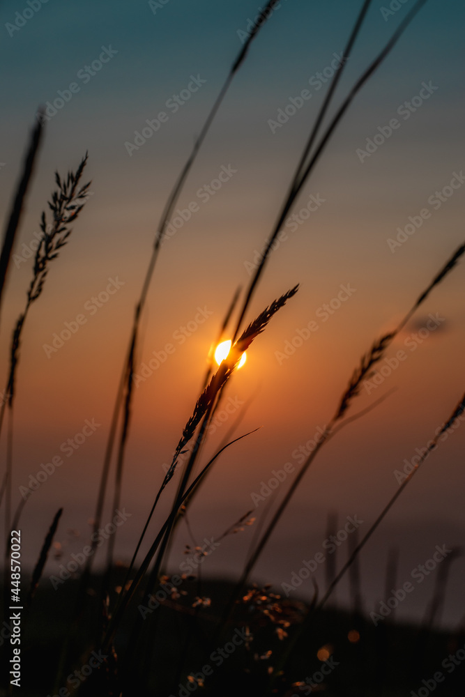 Fototapeta premium sunset in the field
