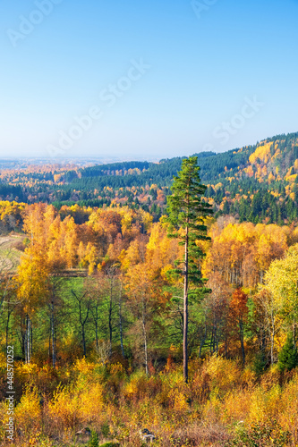 Autumn landscape view at a rolling woodland