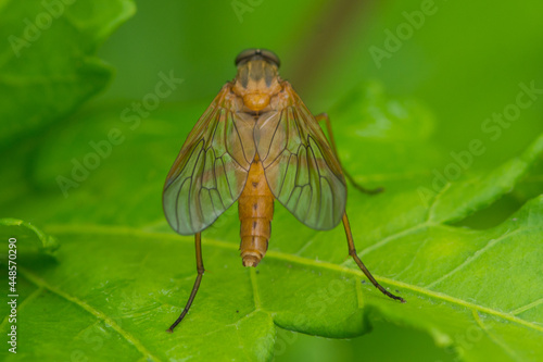 Asilidae – Łowikowate