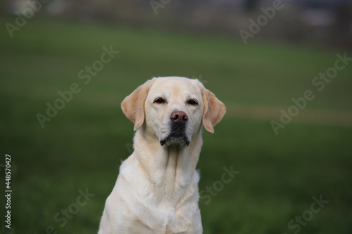 Labrador Retriever