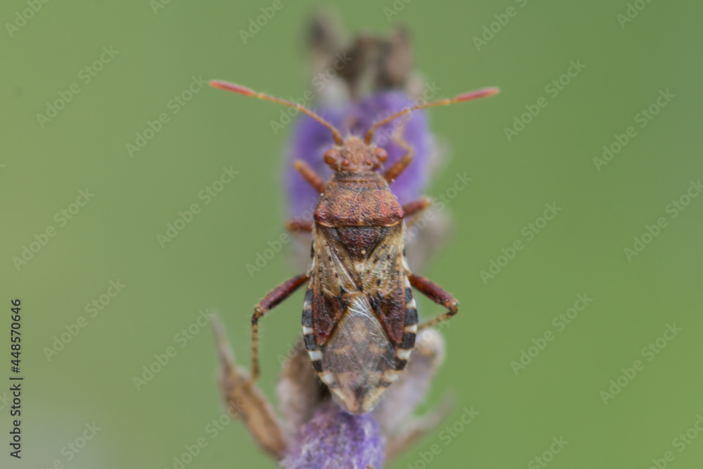 Fototapeta premium COLEOPTERA – CHRZĄSZCZE