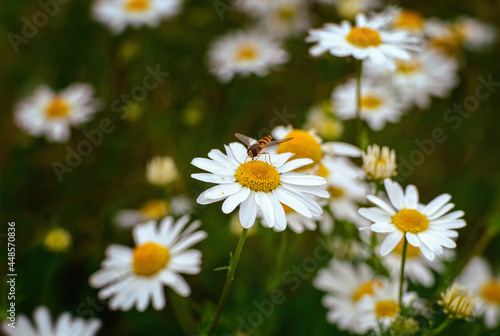 Fototapeta Naklejka Na Ścianę i Meble -  Foetid chamomile flower blossom with insect in summer