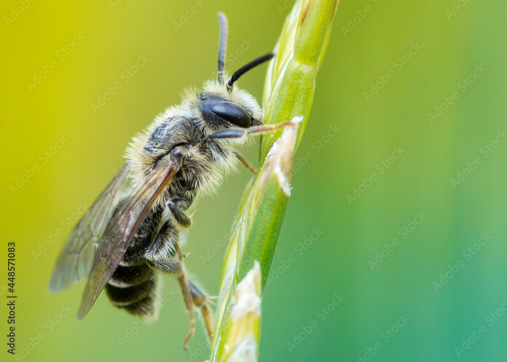 Pszczoła - obrazy, fototapety, plakaty 