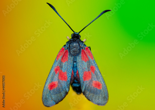 Motyl Zygaena ephialtes – Kraśnik goryszowiec photo