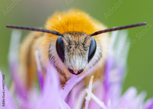 Pszczoła 