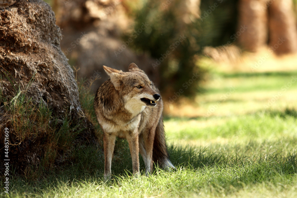 Mad Coyote bared his teeth, Dead Valley NP, California Mad Coyote bared his teeth, Dead Valley NP, California