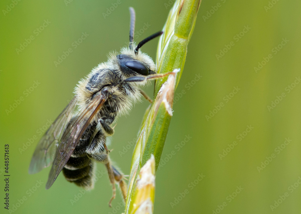 Pszczoła  - obrazy, fototapety, plakaty 