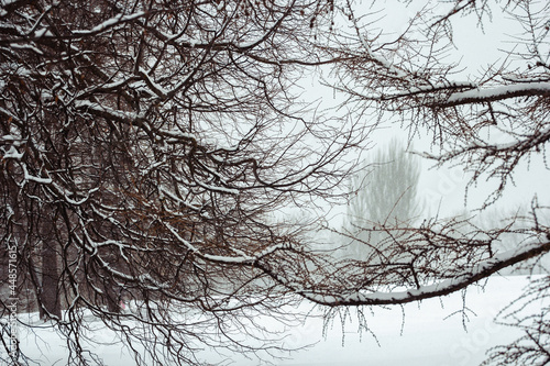 tree in winter