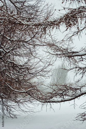 tree in snow