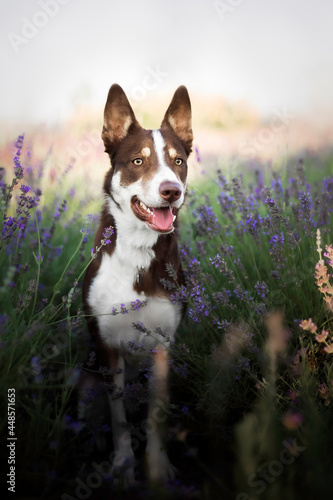 Dog in lavender flowers. Lovely pet. Border Collie Dog on a lavender field. Pet in nature
