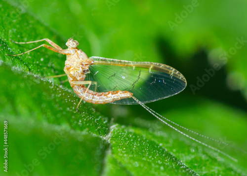 Ephemeroptera – Jętki