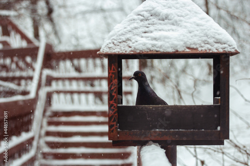 bird in the snow