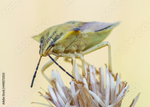 HEMIPTERA – PLUSKWIAKI