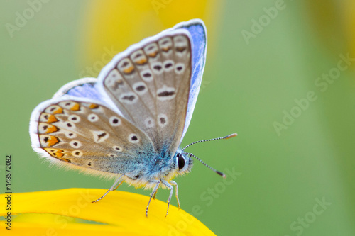 Motyl Modraszek © patrycjaskupinska