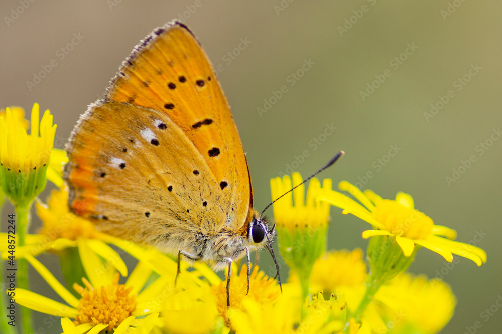 Motyl Motyl