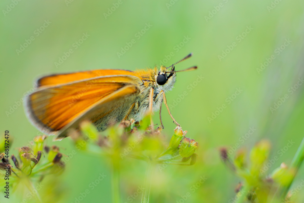 Motyl Ochlodes sylvanus – Karłątek kniejnik Motyl Ochlodes sylvanus – Karłątek kniejnik