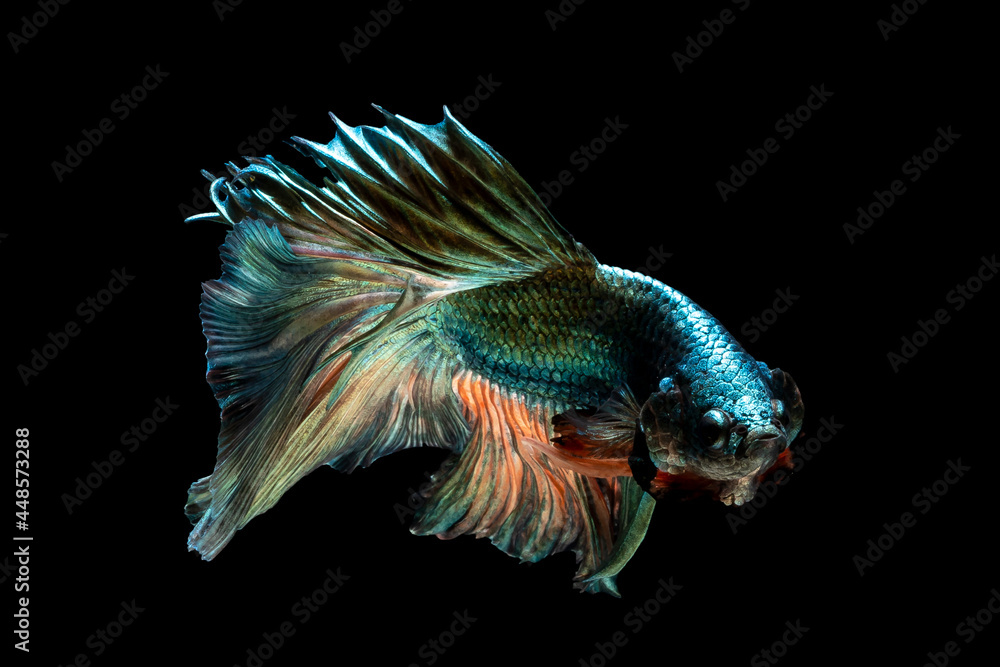 Fototapeta premium Beautiful multi color of Siamese fighting fish