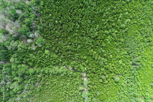 Vertical aerial view drone forest