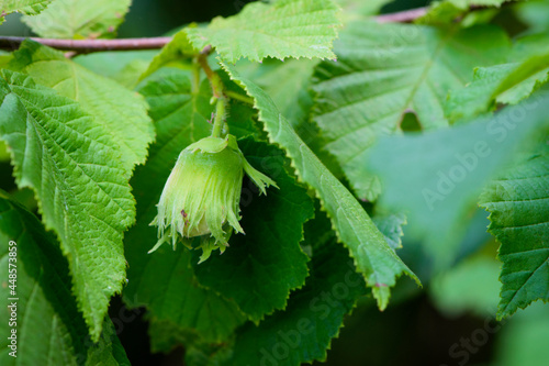 Corylus avellana. Naturally growing hazelnut clusters, with leaves. Foraging food source from the Hazel, Close up landscape image. nature, green background. hazelnut bush