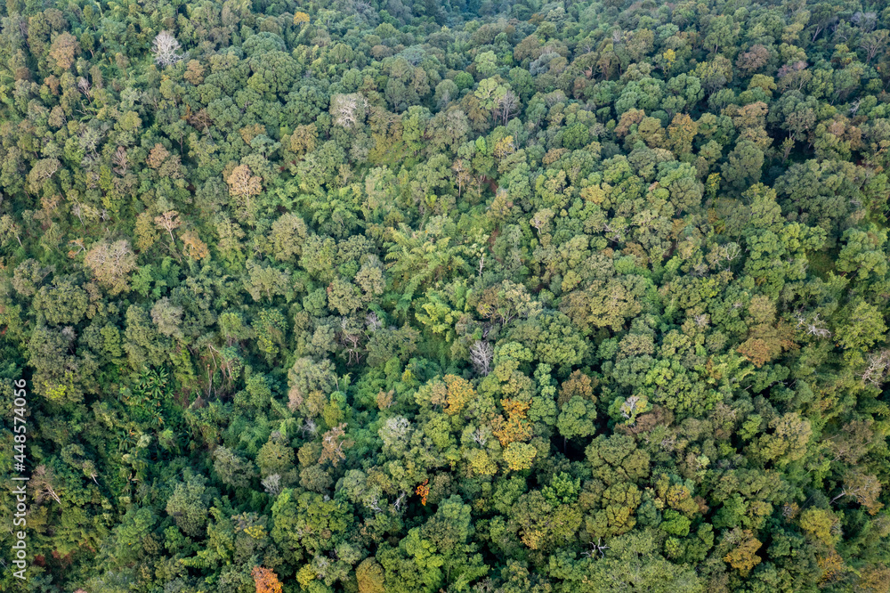 Aerial top view forest tree and Texture of green tree forest view background abstract