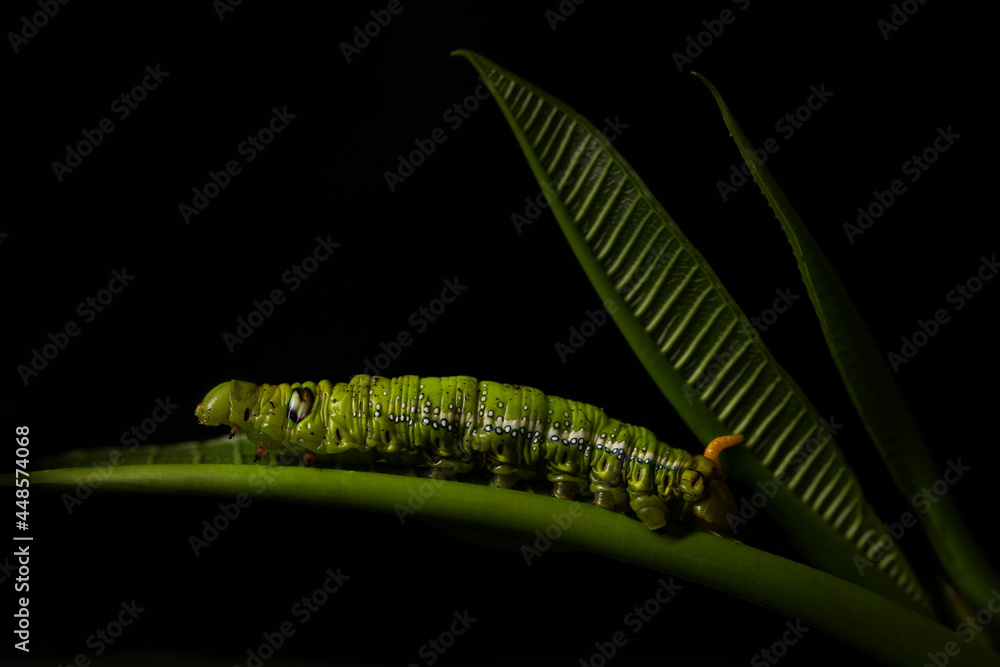 White-lined Sphinx Moth caterpillar (Hyles lineata) feeding on its natural plant over black background