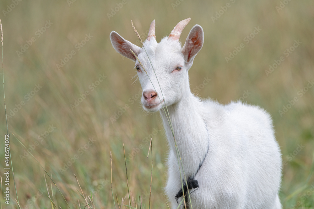 Fototapeta premium The domestic thoroughbred goat is quietly grazing in the meadow.