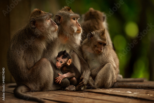 Monkeys family in Ubud forest  Bali