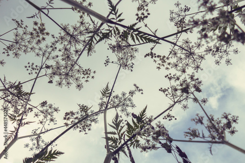 pattern with field flowers against the sky