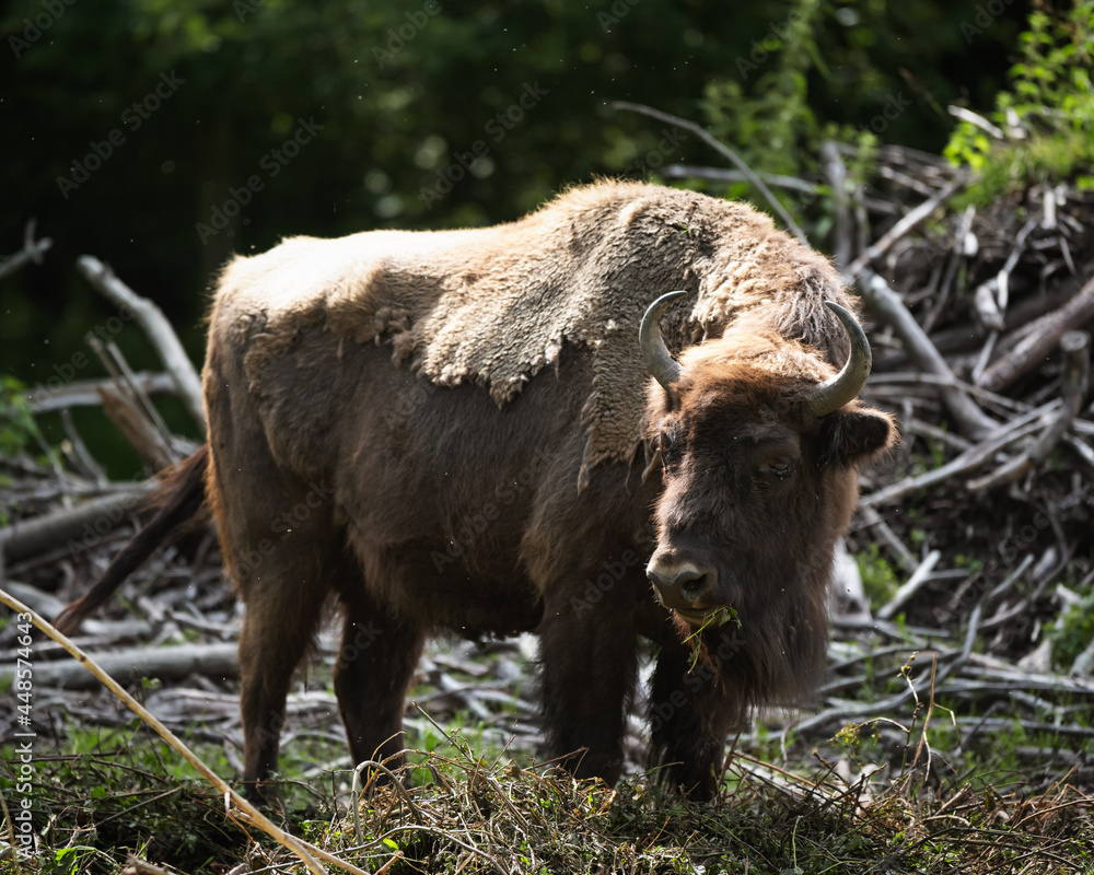 Fototapeta premium Büffel im Sonnenlicht.