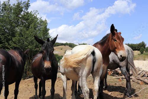 Group of Mules in Central Italy